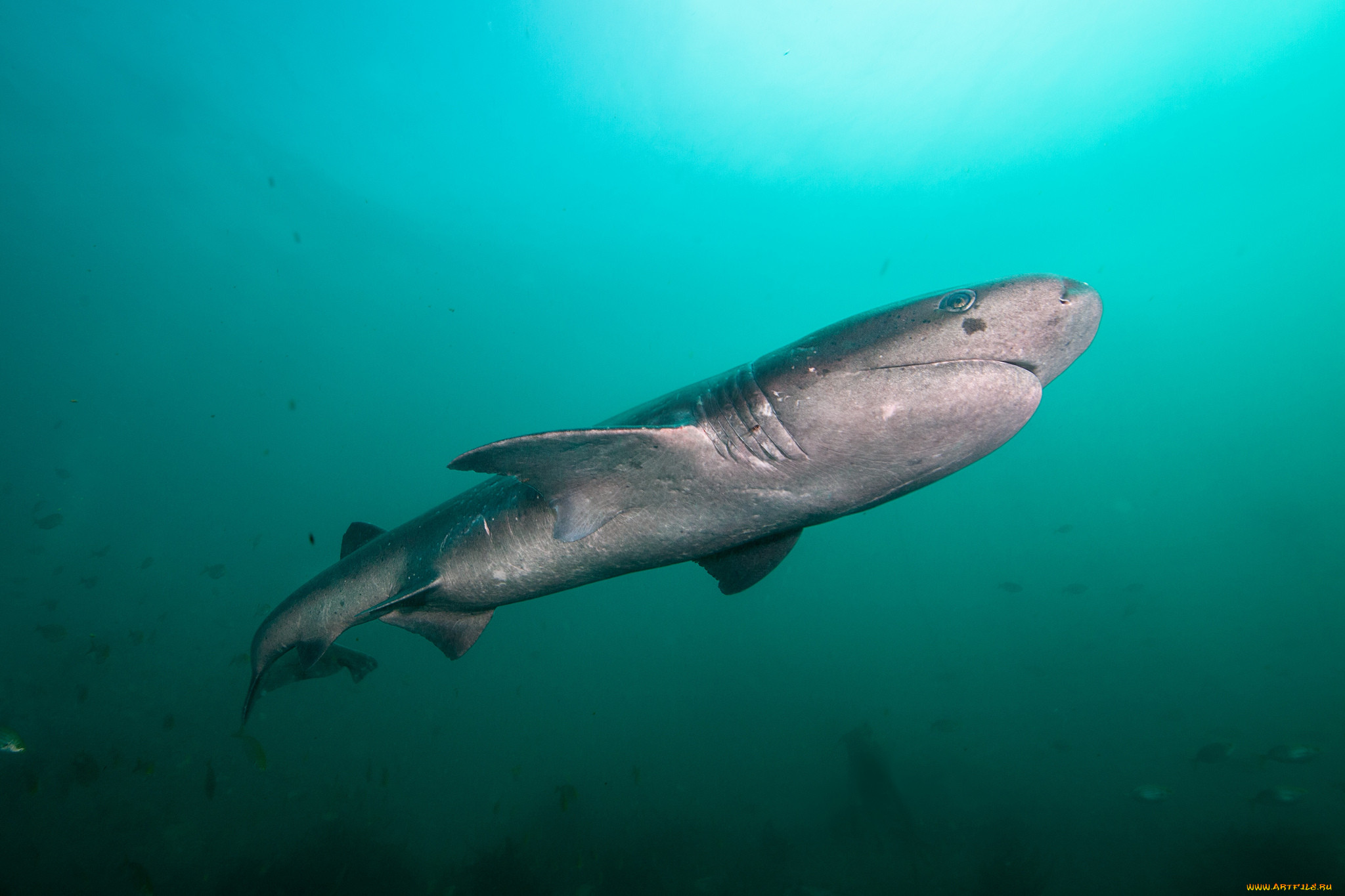 Broadnose Sevengill Shark